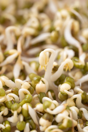 Mung bean sprouts, Organic vegetables, Food ingredient in Asian cuisineの写真素材