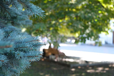 Close-up shot of blue spruce branches for backgroundの写真素材
