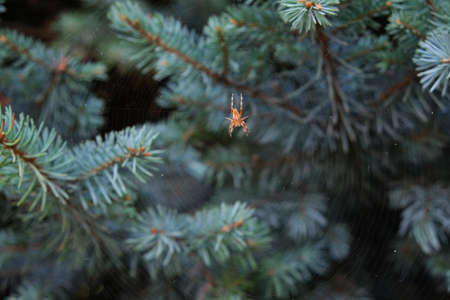 There is a spider web with a spider between the branches of the Christmas tree.の写真素材