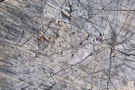 Rotting wood with wood termites, Old grunge dark textured wood background, Surface of old brown wood textureの写真素材