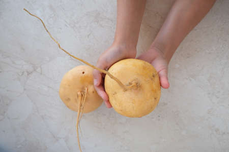 In hand a yellow turnip. Fresh harvest.の写真素材