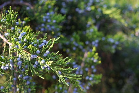 Green coniferous tree with blue berries. Crimean trees.の写真素材