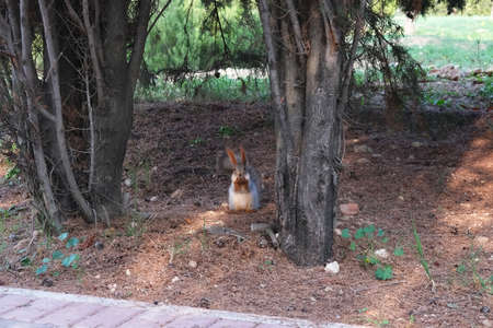 Squirrel. The squirrel was photographed in the Crimea. The squirrel is a medium-sized rodent. It...