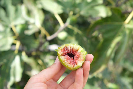Ripe bitten off green figs in hand. High quality photoの写真素材