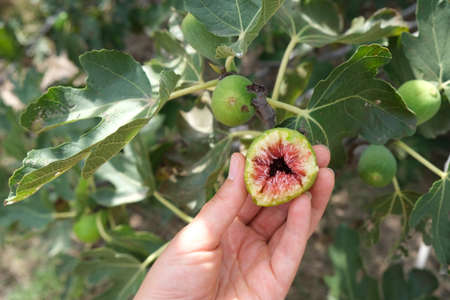 Ripe bitten off green figs in hand. High quality photo