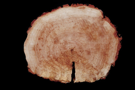 Cross section of a tree on a dark background. High quality photoの写真素材