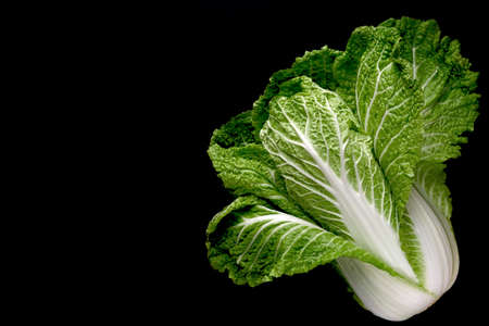 One head fresh organic chinese cabbage on dark background with clipping path. Chinese cabbage is...