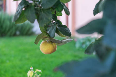 Fresh ripe yellow quince on the tree. Fruits in the fall. Free space for text. Organic quince on tree branches in the garden on an autumn sunny day.の写真素材