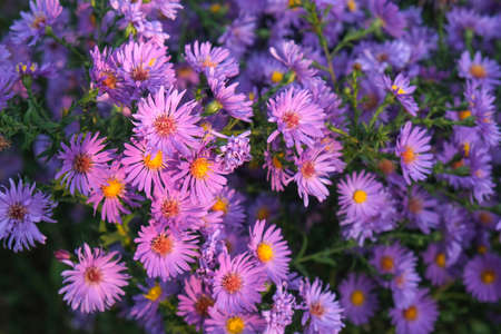 Purple Flowers In The Garden. Lilac flowers of bush aster.