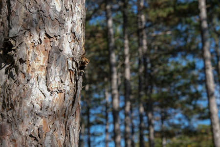 Beautiful tree trunk in the forest. Evening sun shines in a fir forest with a small pine tree in the...
