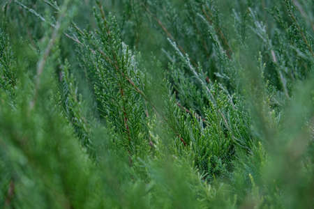 Green grass background. Green spikelets and grass. Forest ecology. Wildlife, wild life. Earth Day....
