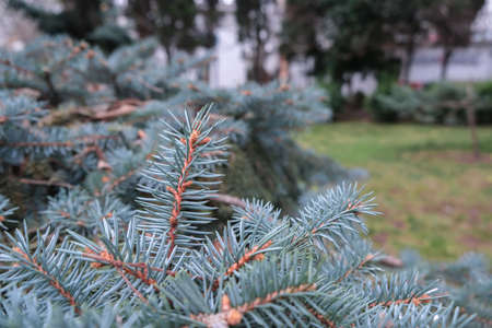 Beautiful young colorado blue spruce growing on plantation, natural christmas tree for christmas holidaysの写真素材
