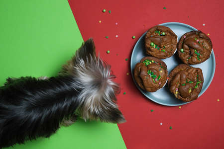 Delicious cupcake with sprinkles on a plate and red, green background. The dog sneaks up and steals the cupcake. New Year and Christmas background 2022 - 2023.の写真素材