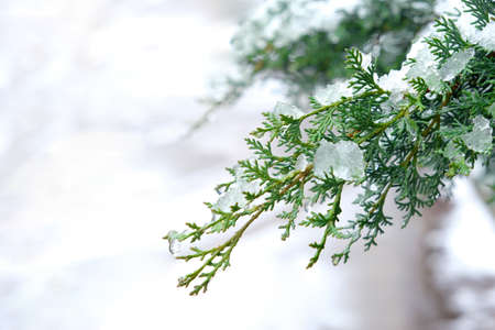 Branch of a Christmas tree in the snow. Christmas tree outdoors with snow, bokeh lights all around...
