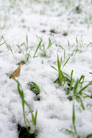 Filtered moody green grass growing through snow on golf course in winter with bush in background, low angle view, copy space, Hello spring, Goodbye winter concept.の写真素材