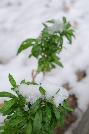 Filtered moody green grass growing through snow on golf course in winter with bush in background, low angle view, copy space, Hello spring, Goodbye winter concept.の写真素材