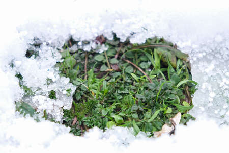 Grass breaks through a crack in the snow. green grass in the snow. The beginning of spring. Thaw....