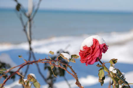 Red rose covered with snow on the background of the winter sea.の写真素材
