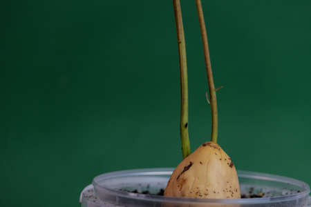 Sprouted avocado pit. Growing avocados in a pot. A young fresh avocado sprout with leaves grows from a seed in a pot. Sprout an avocado seedの写真素材