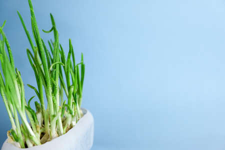 Green onions or garlic grown at home in a plastic container. Organic, fresh home garden. Agriculture grows young garlic. microgreensの写真素材