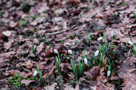 Flowers of a snowdrop or common snowdrop (Galanthus nivalis). Snowdrops after melting snow on autumn leaves. Snowdrops bloom in the wild forest in early spring.の写真素材
