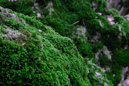 Green moss on a stone in the forest. Selective focus.の写真素材