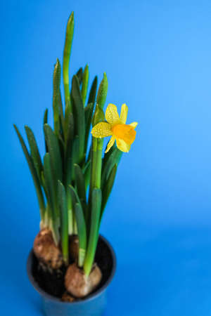 Composition of beautiful daffodils planted in a flower pot on a blue background.の写真素材