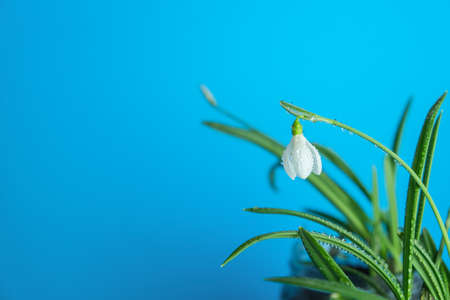 spring snowdrop. White springs flower in close-up with copy space.concept of early springの写真素材