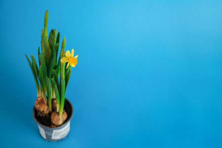 Composition of beautiful daffodils planted in a flower pot on a blue background.の写真素材