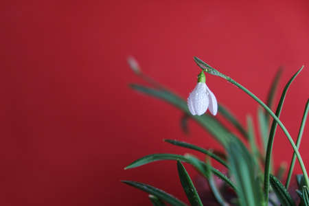 Beautiful snowdrop flower on color background, closeup. Space for textの写真素材