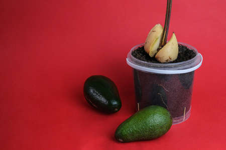 Avocado seedling in plastic pot on red background, copy space