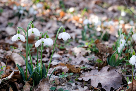 Flowers of a snowdrop or common snowdrop (Galanthus nivalis). Spring flowers snowdrops. Snowdrops bloom in the wild forest in spring.の写真素材