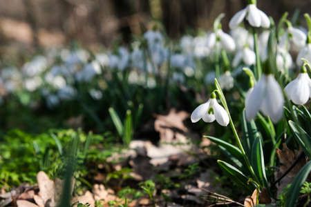 Beautiful white snowdrop flowers blooming in the spring forest.の写真素材