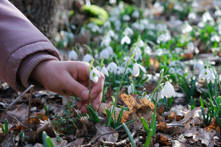 Woman's hand picking snowdrops from the ground, selective focus.