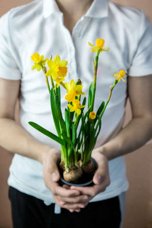 A bouquet of yellow daffodils in the hands of a young man. A male florist has collected a bouquet....