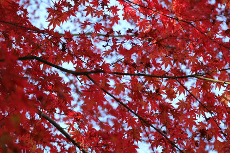 Maple leaves with red autumn leaves, Japan2