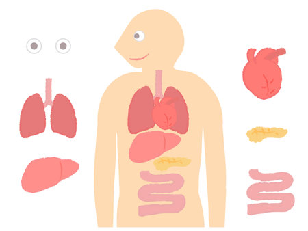 Part of organ donation Internal organs organsのイラスト素材