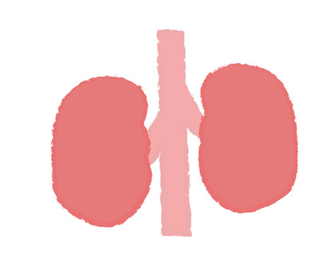 Simple kidney illustration handwritten styleのイラスト素材