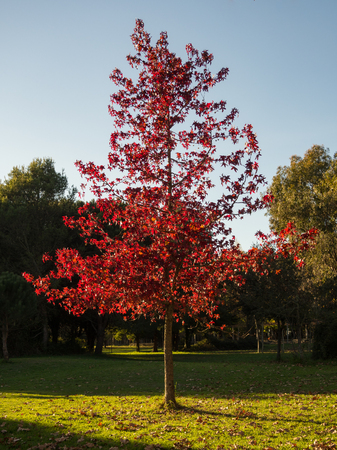 Autumn treeの写真素材