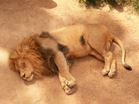 Lionの写真素材