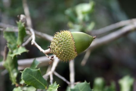 Green Acornの写真素材