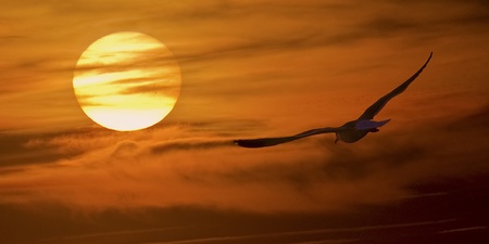 At sunset a seagull flies into the sunの写真素材