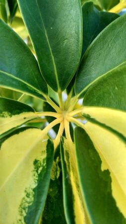 Detail of Flower