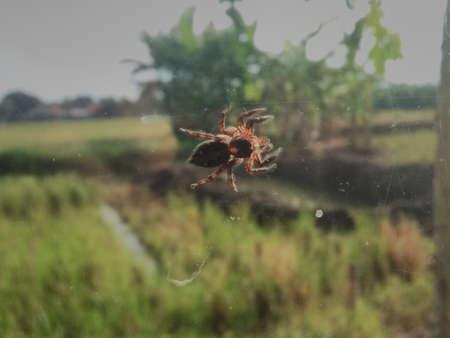 Spider you