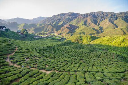 The morning tea plantation is surrounded by valleys and is cold all year round.の写真素材