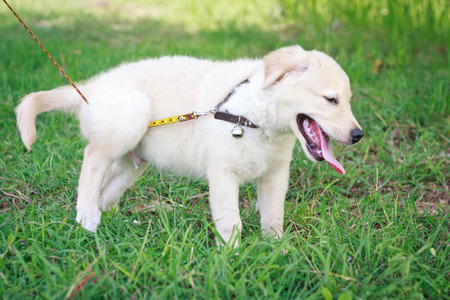 Dog on leashの写真素材