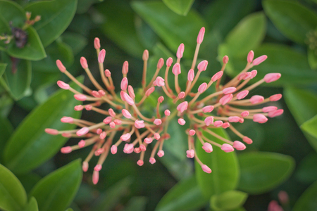 Spike flowerの写真素材