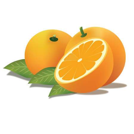 Orange vectorのイラスト素材