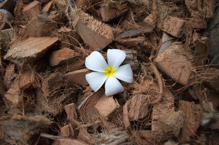 White Frangipani flower の写真素材