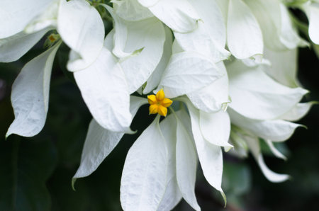 Flower in the garden for relaxing, a beautiful and refreshing.の写真素材